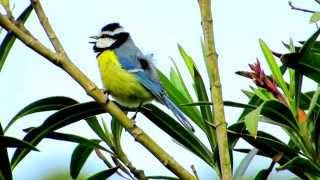 Birds of Morocco: African Blue Tit قرقف أزرق إفريقي