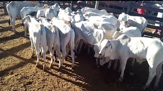 FEIRA DE ANIMAIS DE SERRA TALHADA PE