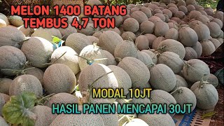 PANEN ROCK MELON RI 1 MANTAAAP GAEEES #melon #rockmelon