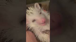 Трагедия маленького ежонка😭😭😭 малышка будет жить! #cute #hedgehog #cuteanimals #pet #ежик