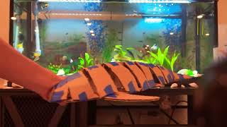 Highlight 23:59 - 29:00 from Relaxing fish tank ￼