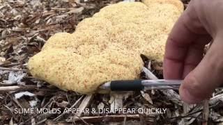 What is THAT?! Slime Molds In The Garden