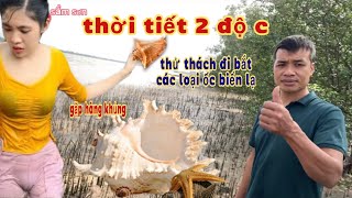 Thời tiết lạnh 2 độ ae thử thách đi bắt các loại ốc biển NTN/gặp hàng khủng/độc lạ sầm sơn