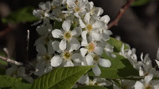 Bird cherry