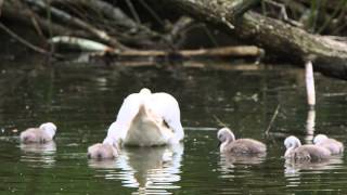 Swan with Cygnets on Trittiford Mill Pond