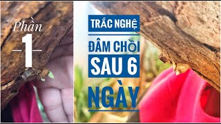 Trồng phôi Trắc Nghệ đâm chồi sau 6 ngày | Bonsai | phần 1 nuôi phôi