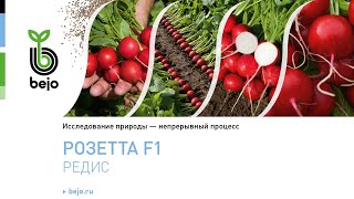 Bejo Редис Розетта F1