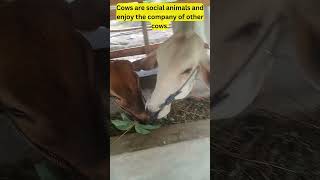 Cows are social animals🐄🤠🐮 #cowfacts #funfacts #didyouknow #shortvideo #shortsviral