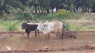 Natural Farming in Paddy Cultivation