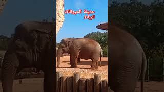 اكبر حديقة الحيوانات فالمغرب 🇲🇦 الرباط 🥰🇲🇦❤ #اكسبلور #travel #sunset #zoo #تيك_توك #ترند