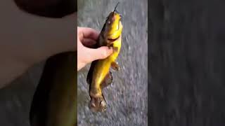 Fat Black Bullhead Catfish #shorts #subscribe #river #fish Hes a Giant Compared to His Friends