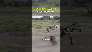 Lazy Zebra Won't Flee From Lion