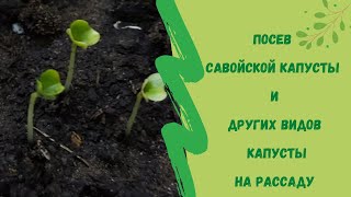 🌿☝Посев Савойской капусты и других видов капусты на рассаду