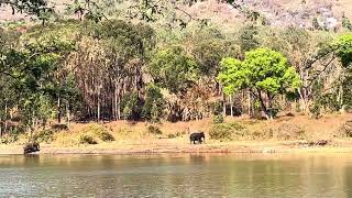 Elephants in the wild by the lake🐘#elephants #forest #wildlife #wildanimals #ecotourism