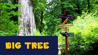 Hiking the Big Tree Loop (Prairie Creek Redwoods State Park)