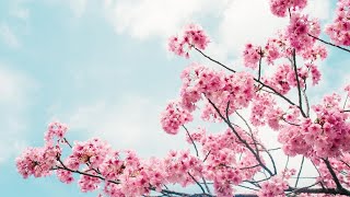 The Cherry Blossom Seasonal Tours - Wendy Wu Tours