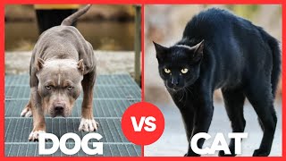 Dog vs Cat