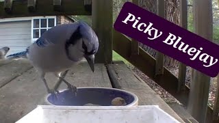 Picky Bluejay can't choose a peanut.