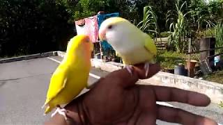 lovebird~free fly training~tame lovebird