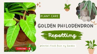 How To Repot Your Golden Philodendron | Repotting houseplants