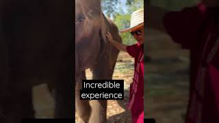 #shorttravel #travelvlog #thailandtravel #thailand #elephant