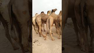 Male Camels group in desert life||Wild Camel life|| #yshorts