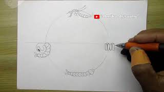 how to draw a mosquito metamorphosis