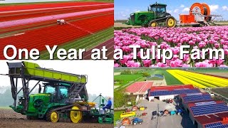 One Year at a Tulip Farm | Planting to Harvest | Dogterom Flowerbulbs | Colors of the Netherlands