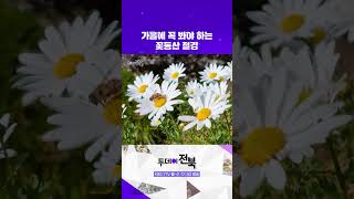 🌼가을에 꼭 봐야하는 꽃동산 절경🌼 | 투데이전북