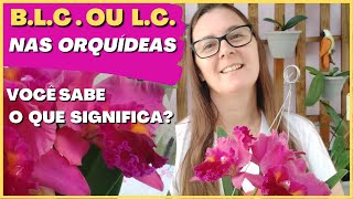 🟣 Veja o que significa B.L.C. e LC nas orquídeas | BLC Edisto Newbarry x Red Crab