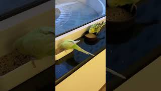 Bob & Sam active eating time :) #budgies #parrot #pets #shorts #letmedownslowly