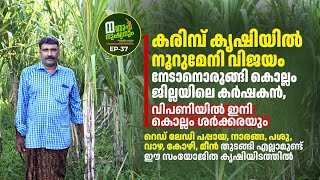 കരിമ്പ്‌ കൃഷിയിൽ നൂറുമേനി വിജയം നേടാൻ കൊല്ലം ജില്ലയിലെ കർഷകൻ, അത്‌ മാത്രമല്ല കാണാം സമ്മിശ്ര കൃഷിയിടം