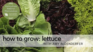 How to Grow Lettuce