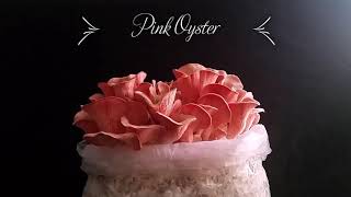 Pink Oyster Time Lapse