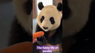 The funny life of pandas - Part-1 #shorts #panda #funny #animals #youtubeshorts #ytshorts