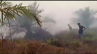 Puluhan hektar lahan di kec. Sungai Batang ludes terbakar.
Api mendekati pemukiman warga