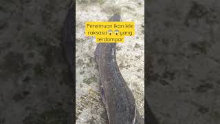 penemuan ikan lele raksasa yang terdampar😱😱😱,lele terbawa dari banjir dan berhasil di angkat warga😱😱