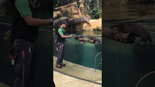 Otter Show at Singapore Zoo! #shorts #otter #zoo #singapore #ytshorts