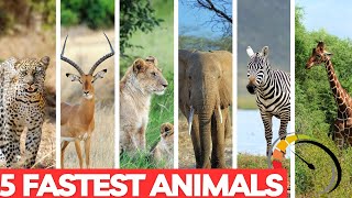 Top 5 Fastest Animals On This Planet