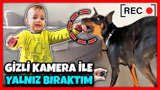 Doberman ile Bebeğim Yalnız Kalırsa?🐶 Siyah Giyen Genç - Vlog