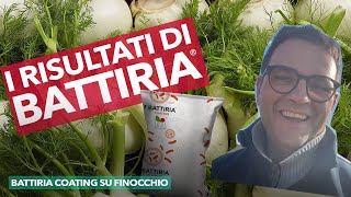 BATTIRIA® il nostro FERTILIZZANTE con BATTERI su COLTURA DI FINOCCHIO (update video)