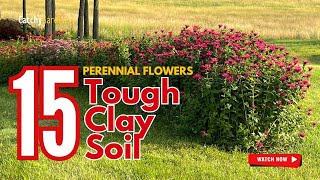 15 Best PERENNIAL FLOWERS for Tough Clay Soil 🌸🌻🌷 // Gardening Ideas