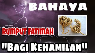 Efek Samping Rumput Fatimah - Nonton ini sebelum di Konsumsi