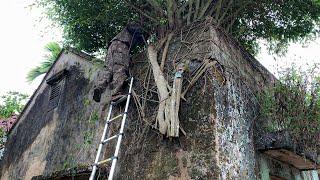 TERRIFYING Parasitic Plants on the House | Clean up the ABANDONED House