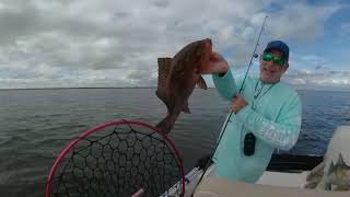 Grouper and Sea Bass