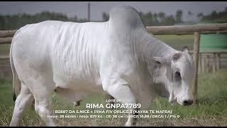 Lote 09: Rima GNPA7789 | Indústria de Touros Rima Agropecuária - Etapa Unaí 28/05/2023