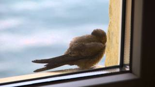 Schwalbe in der Morgensonne - swallow in the morning sun