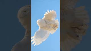 Snowy owl in flight. #wildlife #nature #birds #owl