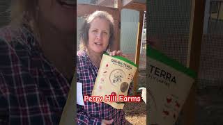 Feeding chickens GrubTerra. Use discount code PerryHillFarms for 10% off. #grubterra  #shorts