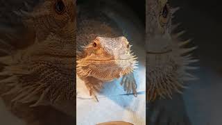 Adorable Bearded Dragon!